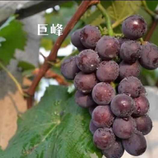曲阜市新鲜巨峰葡萄当季水果批发一整箱巨峰大葡萄有籽超甜水果应季