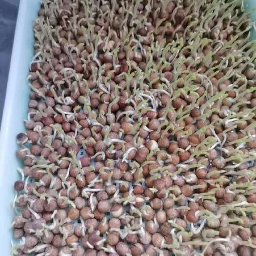 渭南豌豆苗