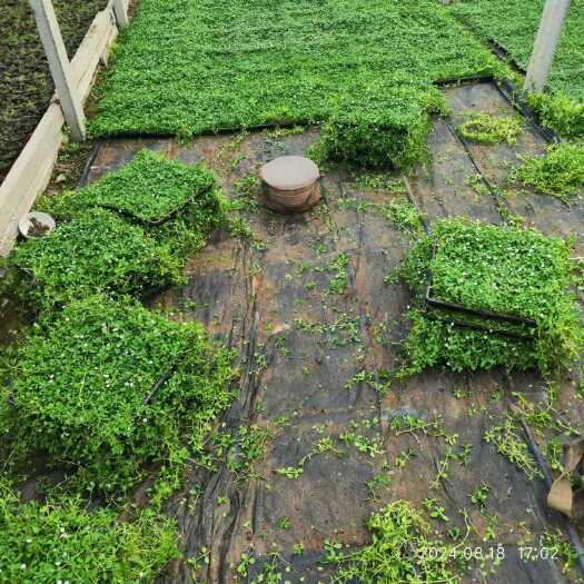 青州市姬岩垂草方盘苗价格 姬岩垂草种植基地 优质种苗圆晶草 保湿草