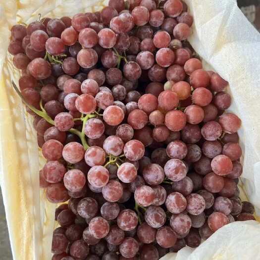 南昌县新疆玻璃脆红宝石葡萄