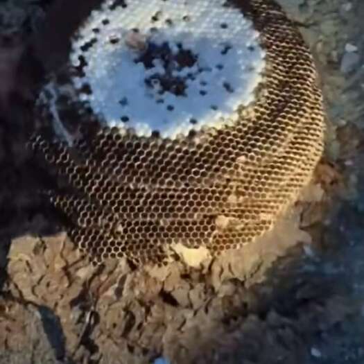 安顺胡蜂蛹