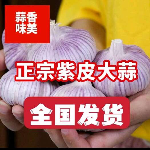 沂水县大蒜 紫皮大蒜白皮大蒜 品种、规格齐全 全年发货