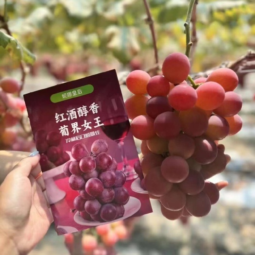 西昌市妮娜皇后礼盒装  葡萄中的天花板（一件代发）