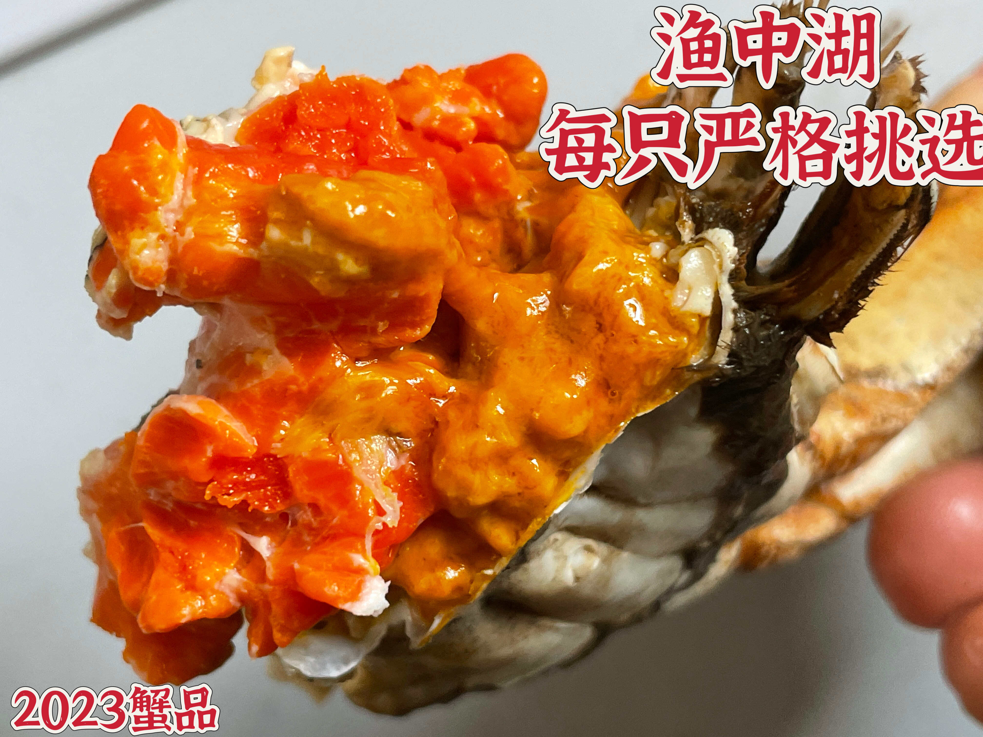阳澄湖镇大闸蟹免费加盟一件代发，团购，企业采购一手货源