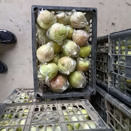 临猗县玉露香梨