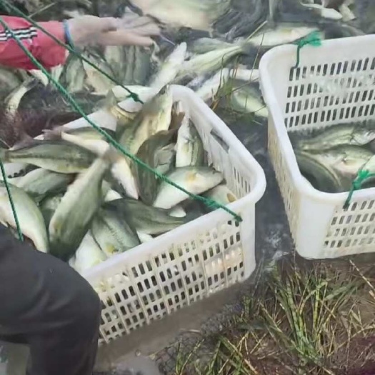 博兴县基地自养鲈鱼，质优，欲购从速