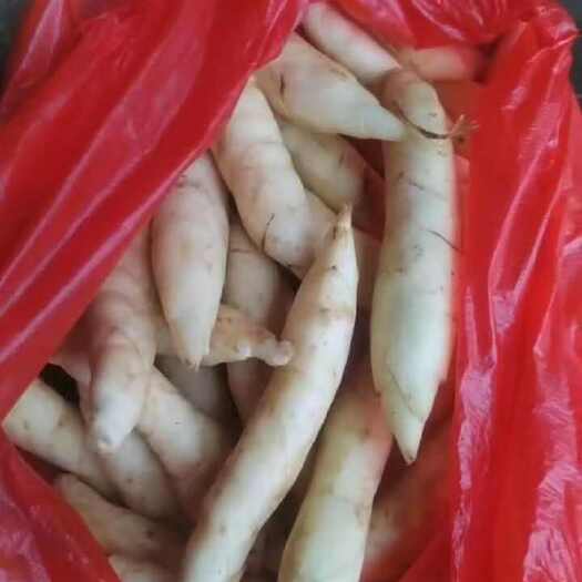 高州市竹芋新鲜