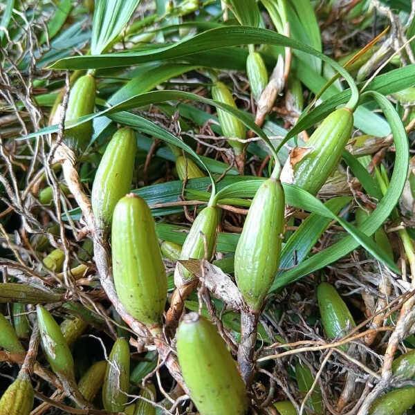 贵州石橄榄双叶石橄榄新鲜石橄榄双叶果