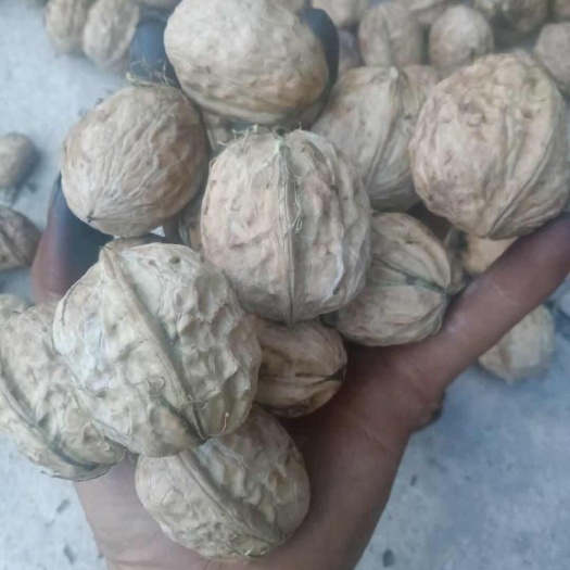 宁蒗县云南大优核桃，