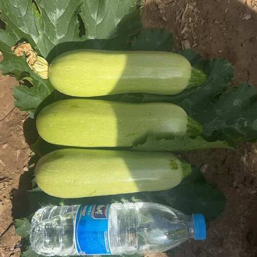 贺兰县西葫芦