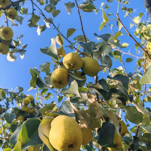 临夏市啤特果原名皮囊果，味道酸甜，含有丰富的营养，具有补充营养、