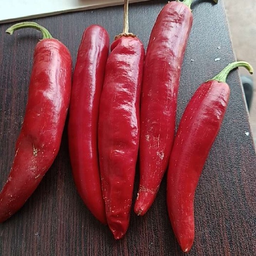 供应内蒙开鲁鲜椒