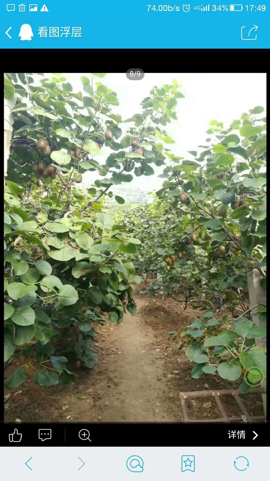 山东省博山区源泉镇猕猴桃