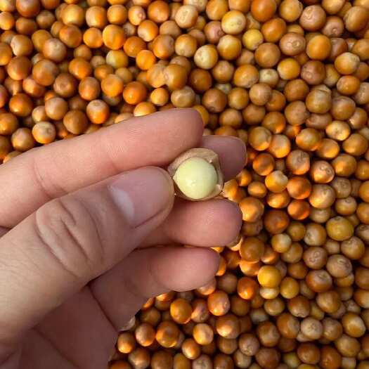 手剥鸡头米颗颗粒粒都是精品