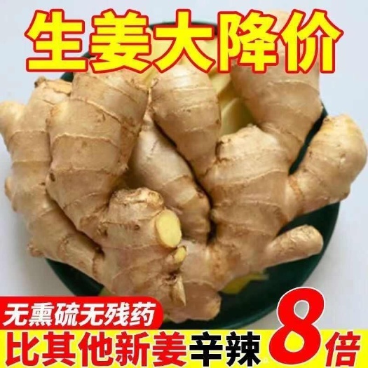 濮阳【热卖】生姜/老姜/大黄姜/沙土姜/水洗生姜/风干姜货源充足