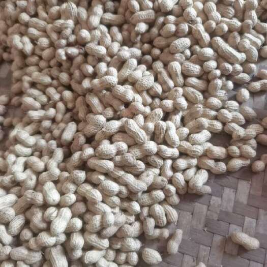 资中县罗汉花生
