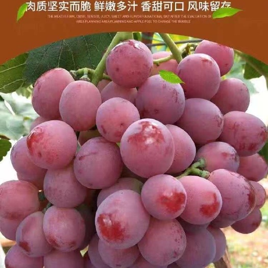 礼泉县陕西高山红提