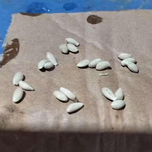 阳朔县土柠檬种 红芽柠檬种