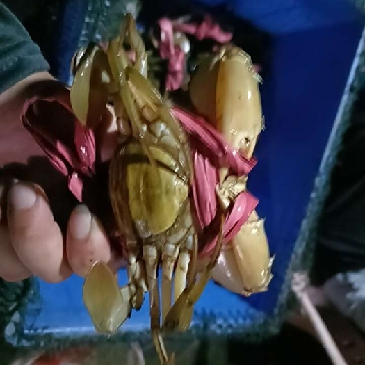 青蟹，膏蟹