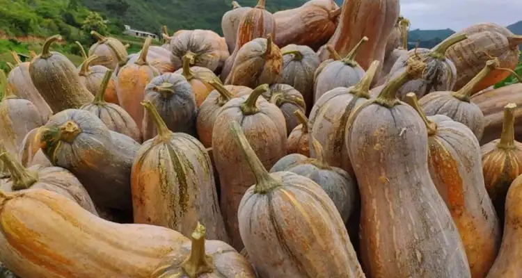 天全县自家种的无农药本地南瓜，又甜有好吃，健康美味。