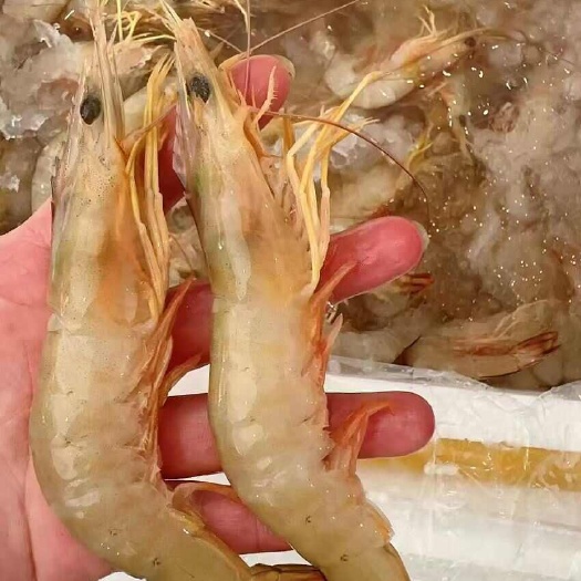 湛江硇洲大白虾