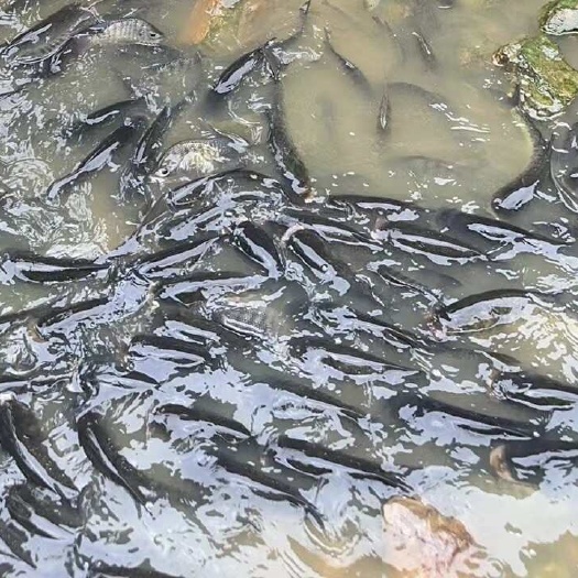 怀集县白鲢大头鱼，一斤重一条左右