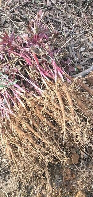 绛县赤芍种苗