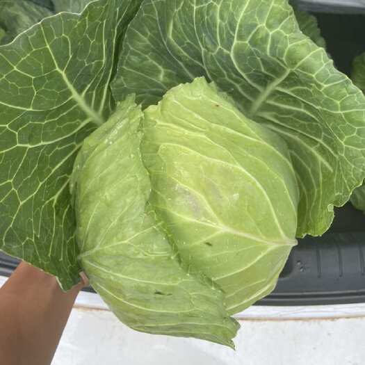 泸西县个头均匀，颜色好，大量有货