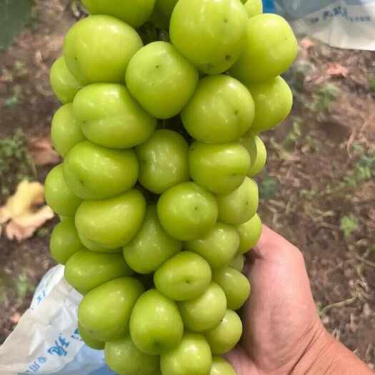 澧县阳光玫瑰