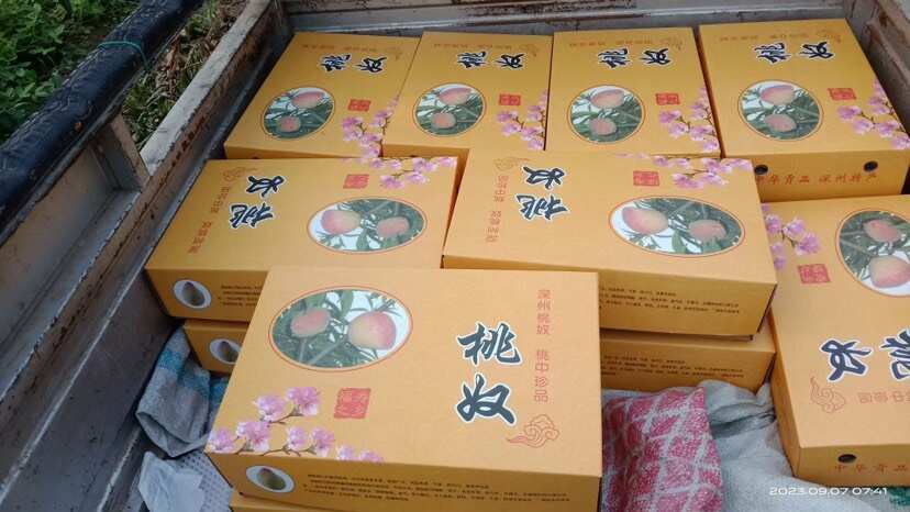 深州市深州马庄原产地精品桃奴