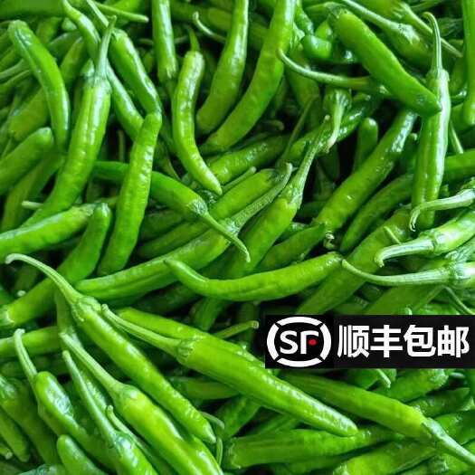玉林湖南樟树港辣椒农家新鲜现摘产地直发