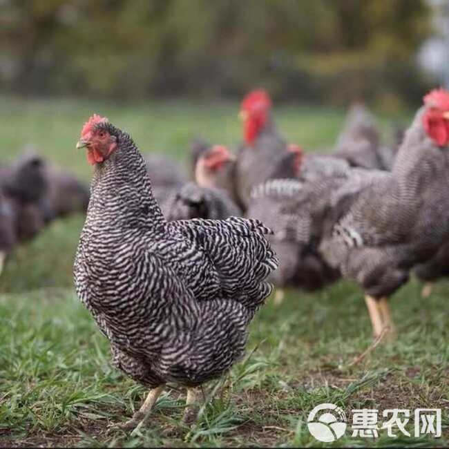 安徽芦花鸡苗包防疫包运输货到满意付款诚信服务