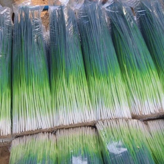 大连大连精品小葱，四季小葱
