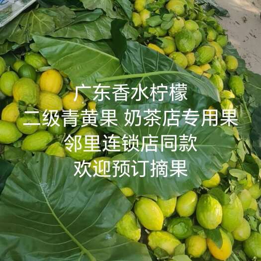 广东香水柠檬 奶茶店专用果，可零售可批发，果场现摘现发