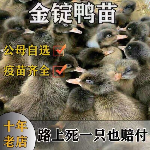临沭县山东金锭鸭苗包防疫包运输货到满意付款诚信服务