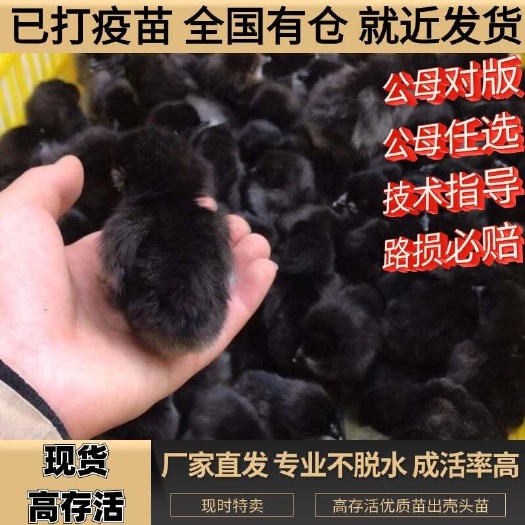常州江苏五黑鸡苗包防疫包运输货到满意付款诚信服务