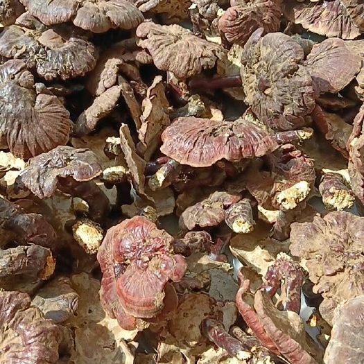 昆明西藏高海拔白心灵芝