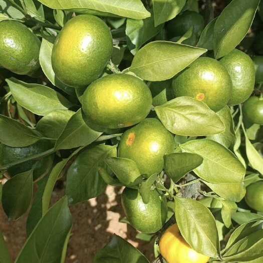 恭城县精品回锋密柑 蜜橘 清甜化渣 产地直供 常年代收代发各种水果