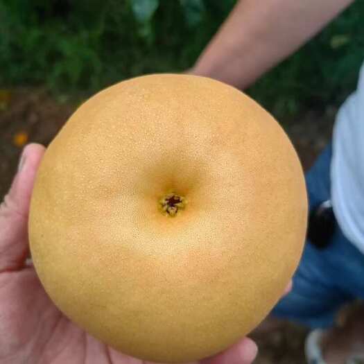 莱西市秋月梨
