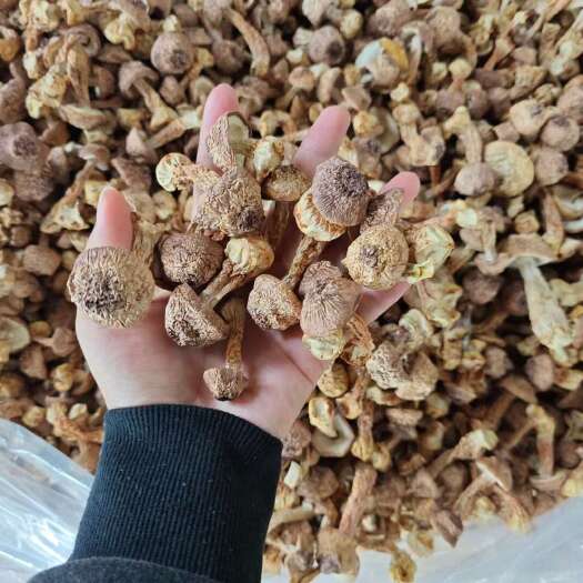 云南姬松茸云南特产产地直销批发 精品巴西菇土特产菌菇干货蘑菇
