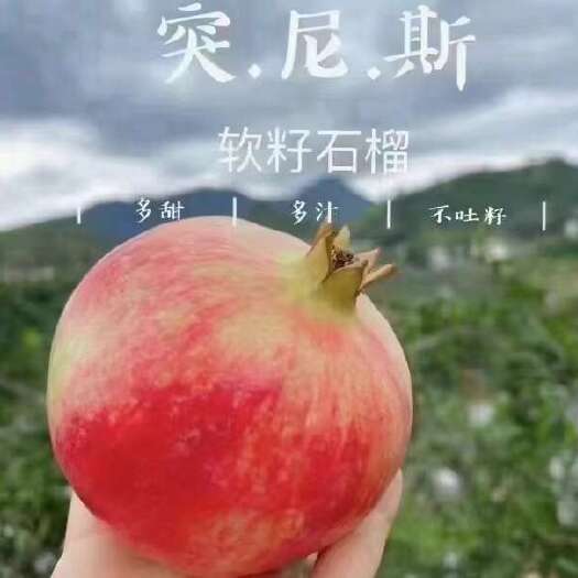 永胜县突尼斯软籽石榴