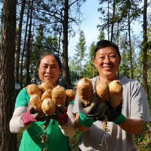 万源市高山鲜乌天麻
