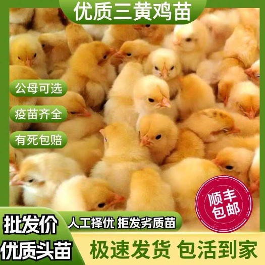 昆明云南三黄鸡苗包防疫包运输货到满意付款诚信服务