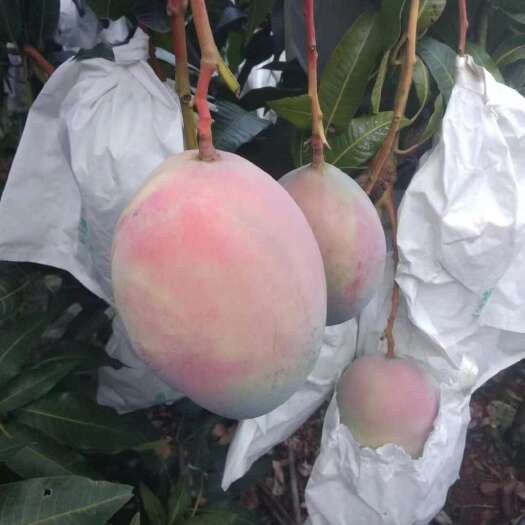 米易县凯特芒