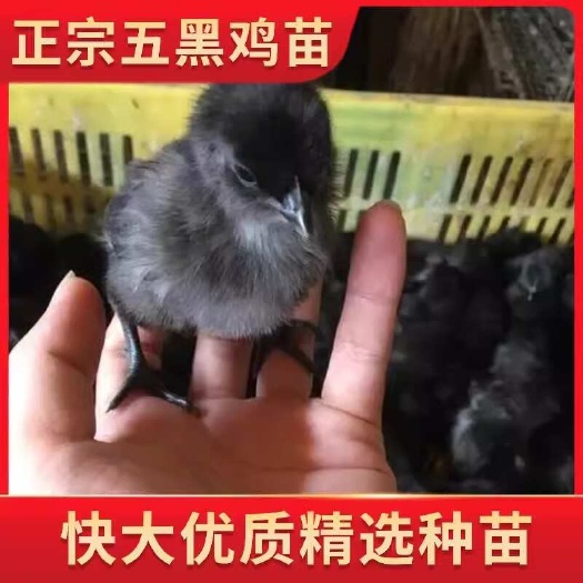 临沭县山东五黑鸡苗包防疫包运输货到满意付款诚信服务