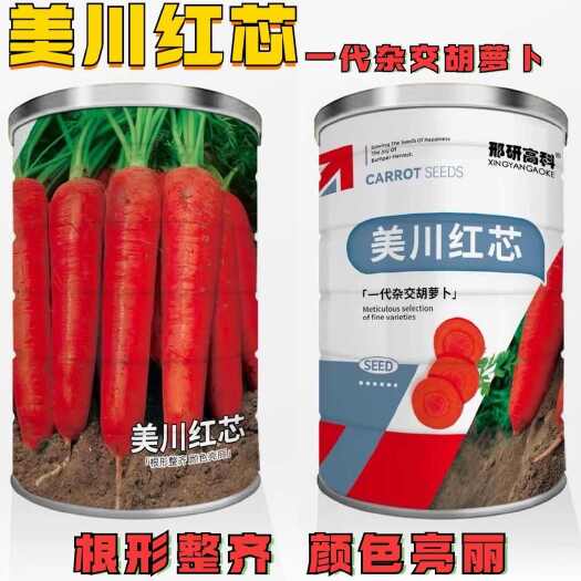 美川红芯速生长胡萝卜种子大田基地种植品质优抗病胡萝卜