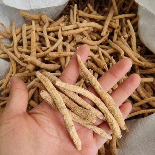 西洋参个长白山西洋参东北特产一斤包邮
