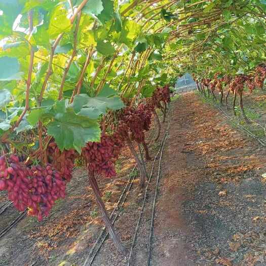 西昌市西昌深红无核葡萄，果粒大、颜色鲜，串型好