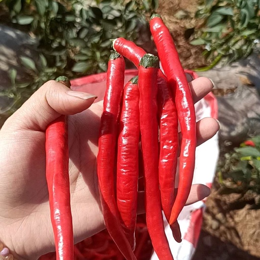 纳雍县贵州线椒，鲜辣椒