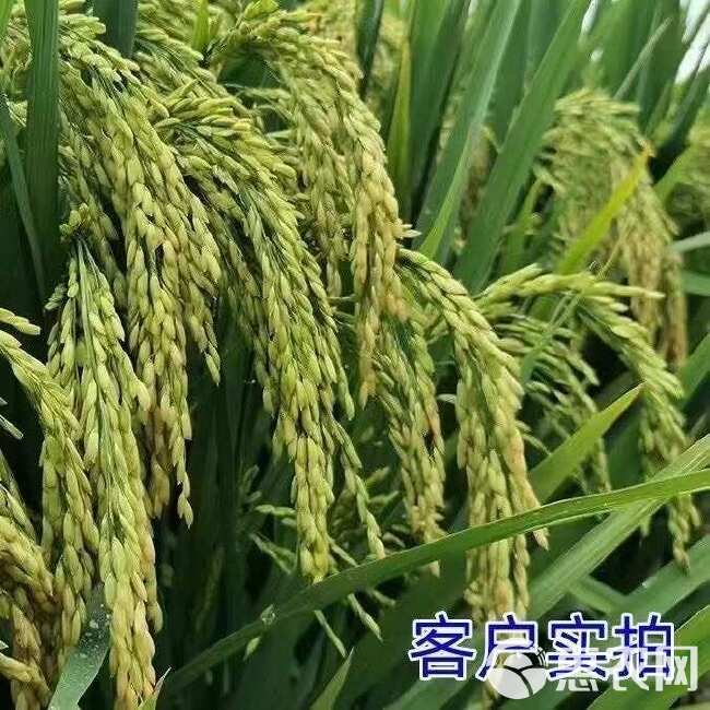 二铵正品化肥含量磷酸通用小麦玉米肥料水稻药材农作物速溶果树